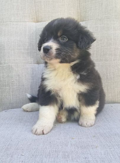 Du Crabe Tambour - Chiots disponibles - Berger Australien