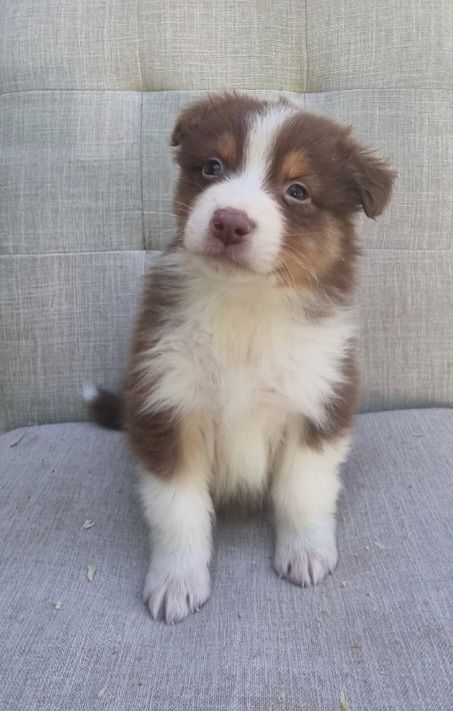 Du Crabe Tambour - Chiots disponibles - Berger Australien