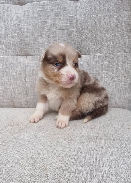 Du Crabe Tambour - Chiots disponibles - Berger Australien
