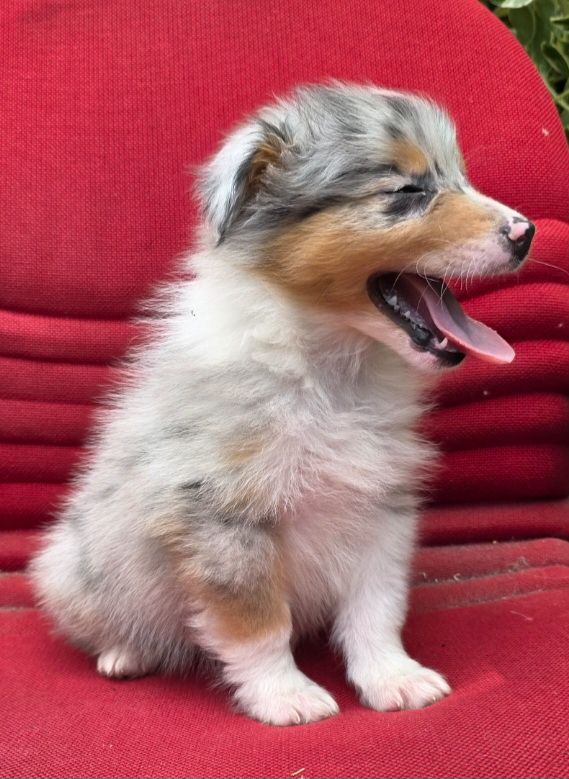 Du Crabe Tambour - Chiots disponibles - Berger Australien