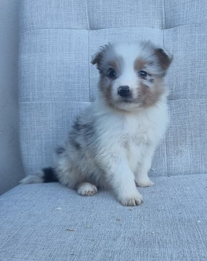 Du Crabe Tambour - Chiots disponibles - Berger Australien
