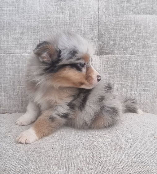 Du Crabe Tambour - Chiots disponibles - Berger Australien