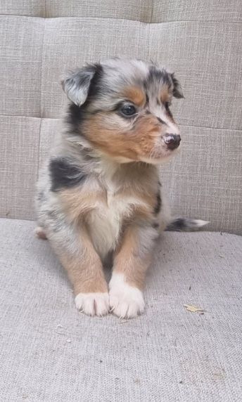 Du Crabe Tambour - Chiots disponibles - Berger Australien