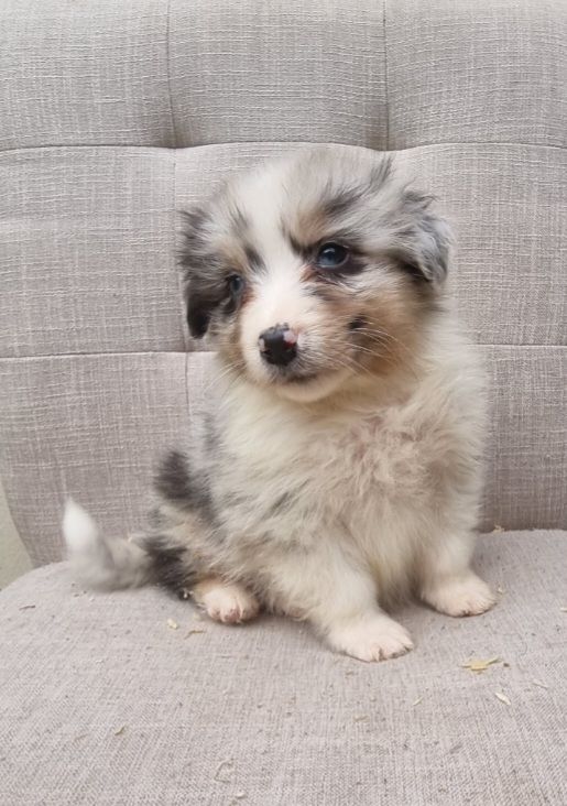 Du Crabe Tambour - Chiots disponibles - Berger Australien