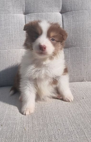 Du Crabe Tambour - Chiots disponibles - Berger Australien