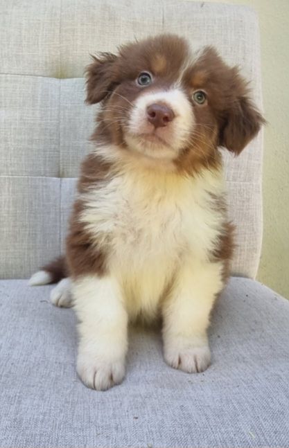 Du Crabe Tambour - Chiots disponibles - Berger Australien