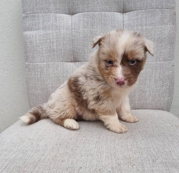 Du Crabe Tambour - Chiots disponibles - Berger Australien