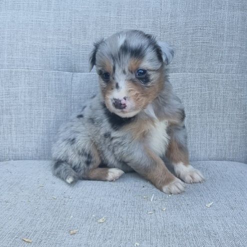 Du Crabe Tambour - Chiots disponibles - Berger Australien